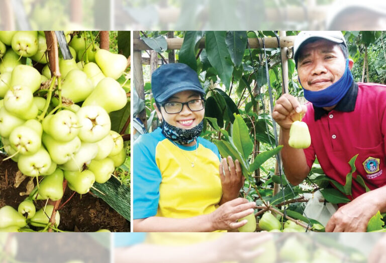 Sriyono, Mantan PPL yang Sukses Jadi Petani Jambu