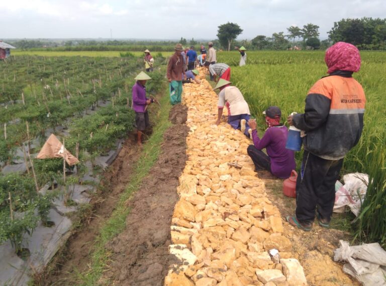Dengan Dana Swadaya, Warga Pengkolrejo Bangun Jalan Sawah