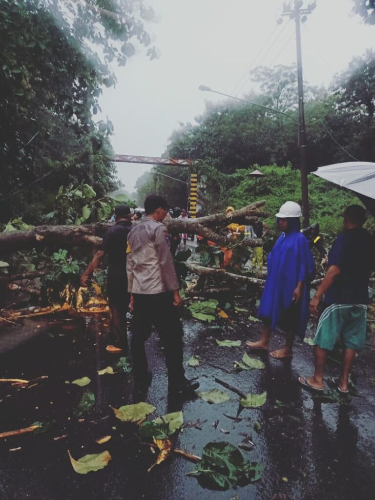 Pohon Jati Tumbang, Jalan Raya Cepu-Blora Macet