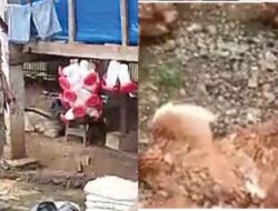 Penyegelan Kandang Ayam di Desa Glagah, Pol PP Bertindak Arogan