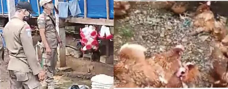 Penyegelan Kandang Ayam di Desa Glagah, Pol PP Bertindak Arogan