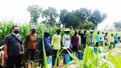 PPL Japah Lakukan Gerdal Hama Tanaman Jagung di Desa Pengkolrejo