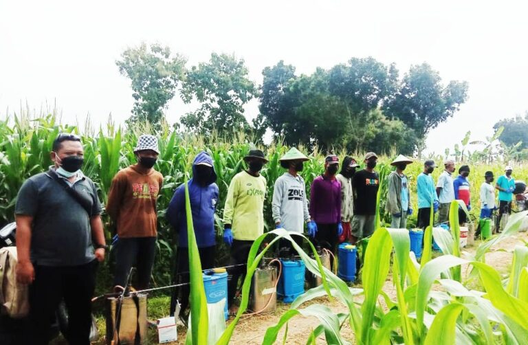 PPL Japah Lakukan Gerdal Hama Tanaman Jagung di Desa Pengkolrejo