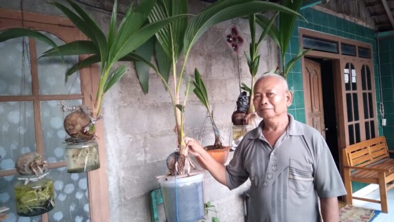 Uniknya Bonsai Kelapa dengan Media Air