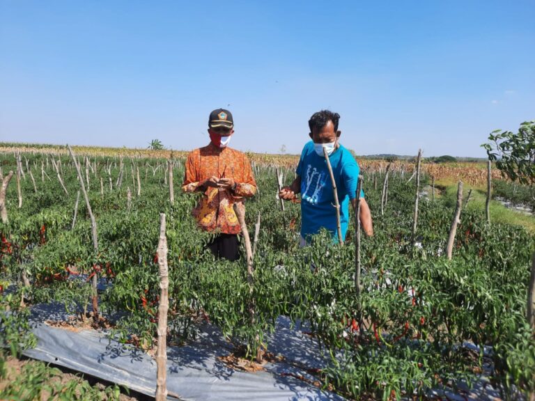 Petani Blora Bertahan di Tengah Fluktuasi Harga Cabai