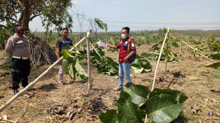 Ratusan Tanaman Jati Milik Perhutani Ditebang Orang Tak Dikenal