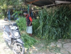 Jual Tebon dan Rumput Gajah, Usaha yang Menjanjikan di Blora