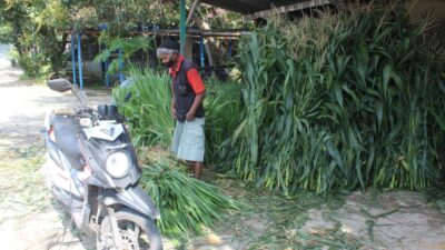 Jual Tebon dan Rumput Gajah, Usaha yang Menjanjikan di Blora