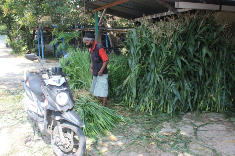 Jual Tebon dan Rumput Gajah, Usaha yang Menjanjikan di Blora