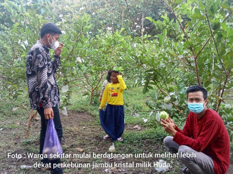 Huda, Pemuda Desa yang Berhasil Kembangkan Jambu Kristal Bernilai Ekonomi Tinggi