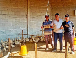 Mantan Anggota Dewan, Kembangkan Usaha Bebek Peking Pedaging di Desa Gersi