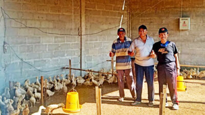 Mantan Anggota Dewan, Kembangkan Usaha Bebek Peking Pedaging di Desa Gersi