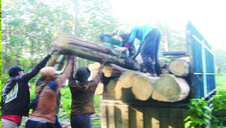Belum Ada Kontrak, Penebangan Kayu di KPH Blora Diduga Ilegal