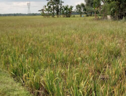Curah Hujan Masih Tinggi, Ratusan Hektar Sawah di Desa Nglungger-Kradenan Terancam Gagal Panen