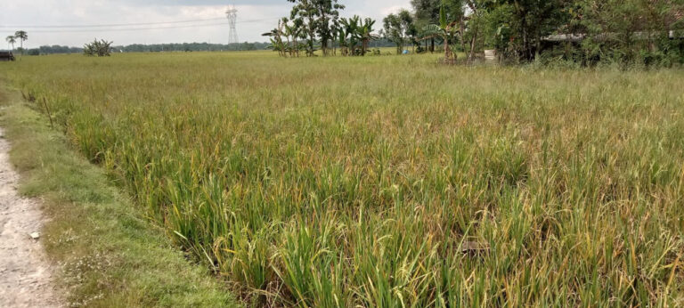 Curah Hujan Masih Tinggi, Ratusan Hektar Sawah di Desa Nglungger-Kradenan Terancam Gagal Panen