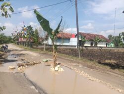 Warga Marah, Jalan Desa Sambongwangan Ditanami Pohon Pisang