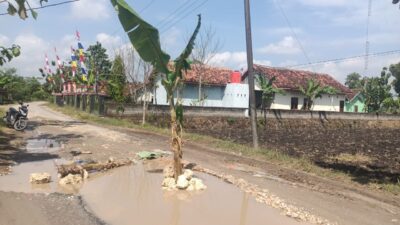 Warga Marah, Jalan Desa Sambongwangan Ditanami Pohon Pisang