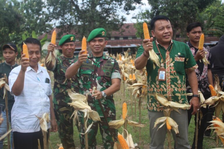 Dukung Progam Ketahanan Pangan, Yonif 410/Alugoro Panen Jagung