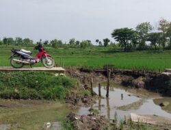 JUT Ambrol, Akses Petani Desa Mernung-Cepu Menuju Sawah Terputus