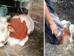Terkena Suspek PMK dan Penyakit Mastitis, Anak Sapi di Desa Gedebeg, Ngawen Mati Mendadak