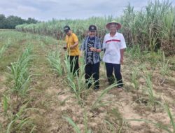 Harga Lebih Tinggi Dibanding GMM, Petani Blora Pilih Jual Tebu Keluar Daerah