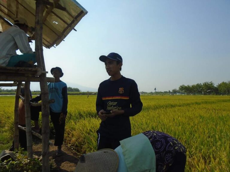 Harga Gabah Anjlok, Petani di Pati “Menjerit”