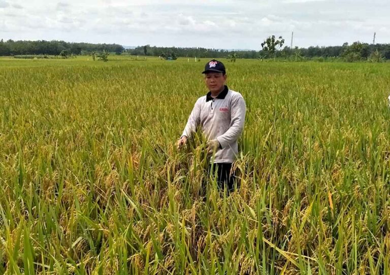 Petani Blora Berharap Pemerintah Naikkan Harga Gabah