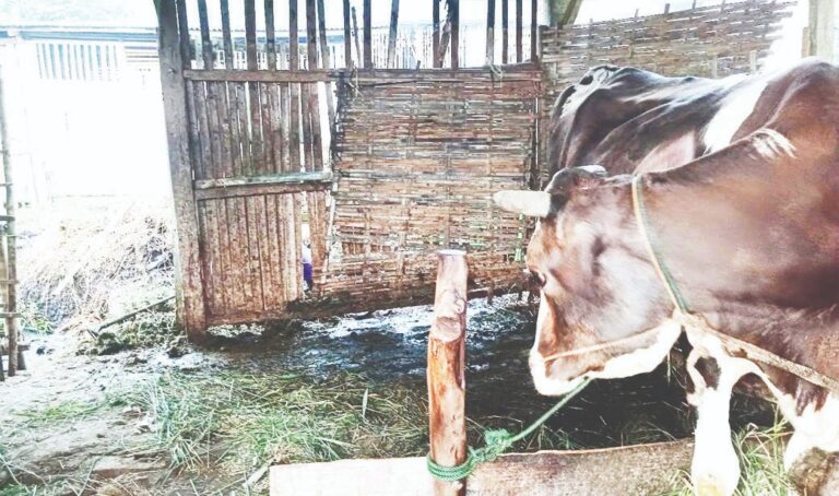 Banyak Sapi “Hilang”, Kabupaten Blora Tolak Program Bantuan UPPO