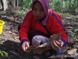 Musim Semi Tiba, Mayarakat Todanan Berburu Ungker di Hutan Jati