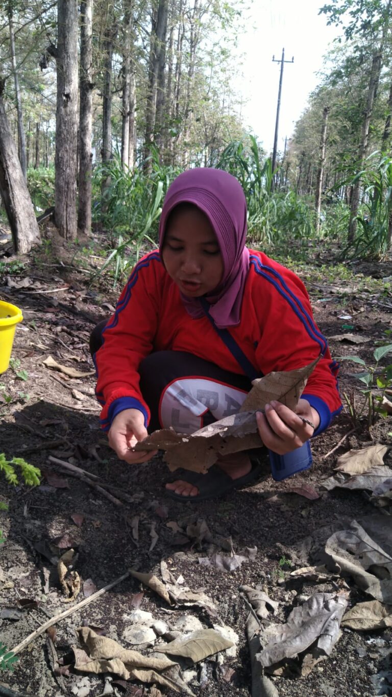 Musim Semi Tiba, Mayarakat Todanan Berburu Ungker di Hutan Jati