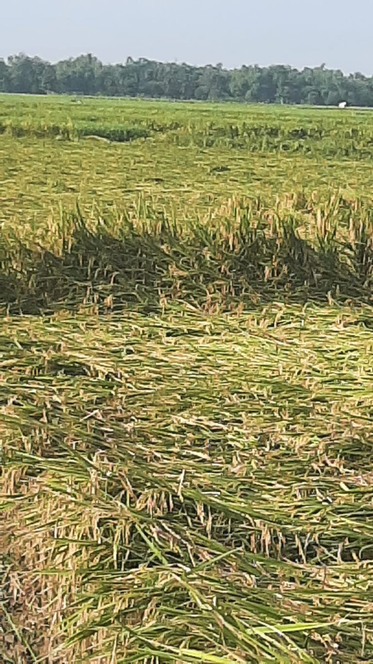 Harga Gabah Anjlok Hingga 4000, Petani di Blora Merugi