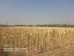 Harga Jagung Anjlok, Petani Blora Hanya Bisa Pasrah