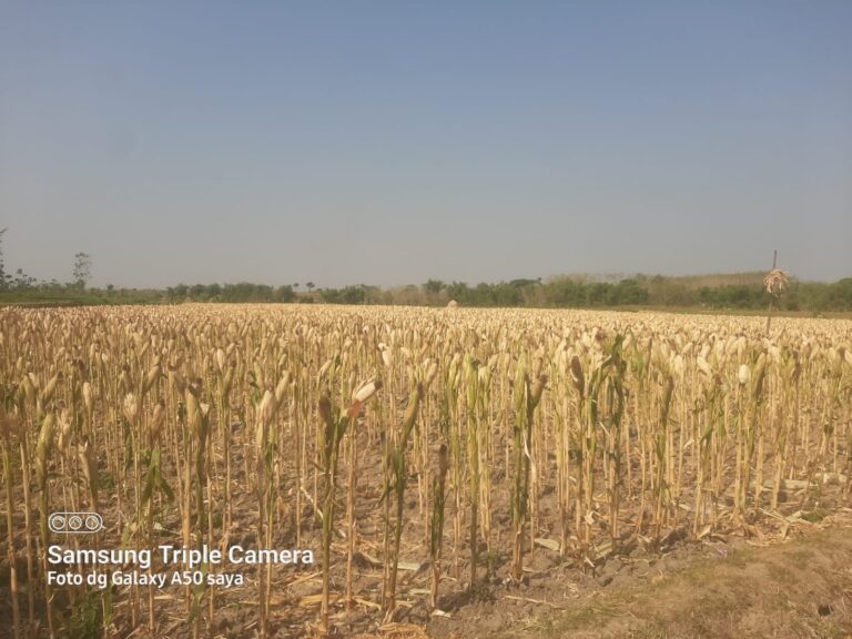 Harga Jagung Anjlok, Petani Blora Hanya Bisa Pasrah