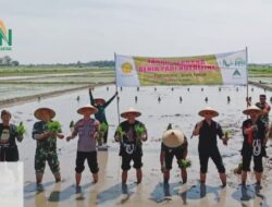 Dukung Program Swasembada Pangan Nasional, PT Pragola Pati Nusantara Tanam Padi Nutrizinc di Ponorogo