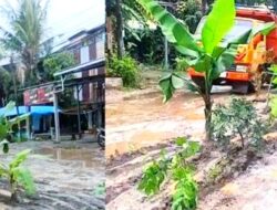 Geram karena Jalan Tayu-Puncel Rusak, Warga Alasdowo Tanami Pisang di Jalan Berlubang