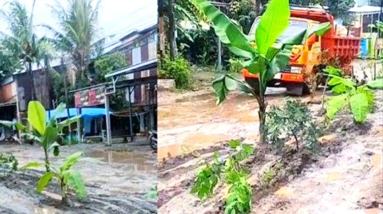 Geram karena Jalan Tayu-Puncel Rusak, Warga Alasdowo Tanami Pisang di Jalan Berlubang