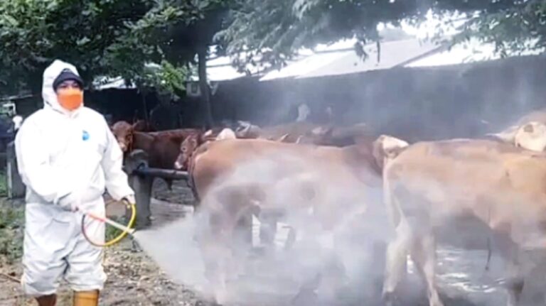 Imbas Merebaknya PMK di Kabupaten Pati, Puluhan Ternak Dikabarkan Mati