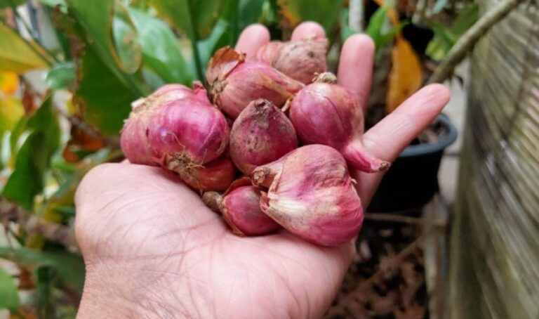 Produksi Bawang Merah Menurun Drastis,  Petani di Pati Hadapi Tantangan Besar