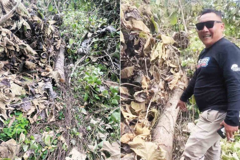 Terungkap, Dugaan Praktik Pencurian Kayu di Lokasi Tebangan Todanan