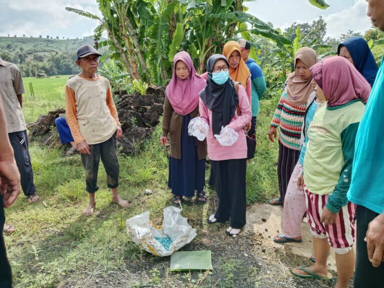 Prihatin Kondisi Serangan Tikus dan Kresek di Todanan, Dinas Pertanian Blora Gerak Cepat Kendalikan Hama