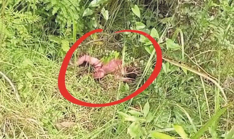 Bayi Umur 1 Hari Ditemukan di Area Persawahan Semanggi, Blora