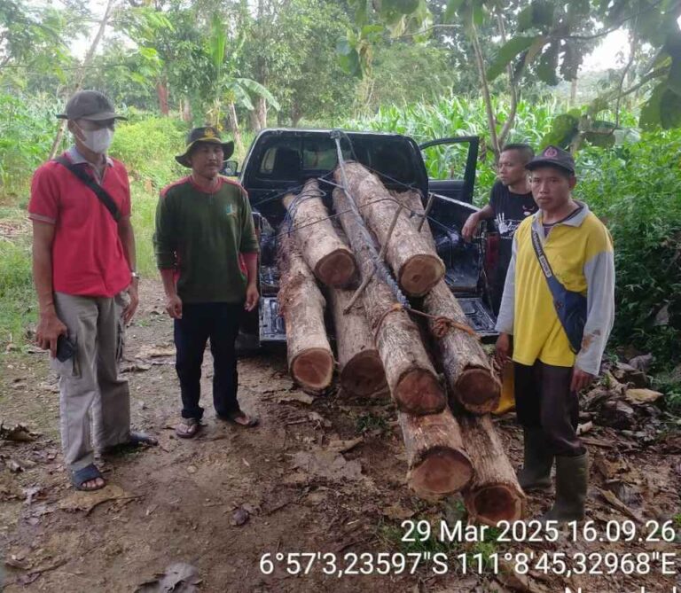 Diduga Lakukan Pelanggaran Hukum pada Penebangan Kayu di Todanan, APH Diminta Periksa Perhutani Blora Secara Menyeluruh