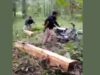 Viral, Video Penembakan Buser Perhutani terhadap Pelaku Pencurian Kayu di Wilayah Randublatung: MPKN Blora Mengecam, Pertanyakan Legalitas Senjata