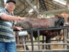 Iduladha 1446 H/2025 M, Warga Perumnas Karangjati Siapkan Hewan Kurban 8 Ekor Sapi dan 6 Ekor Kambing