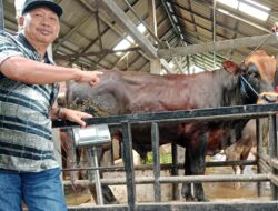 Iduladha 1446 H/2025 M, Warga Perumnas Karangjati Siapkan Hewan Kurban 8 Ekor Sapi dan 6 Ekor Kambing