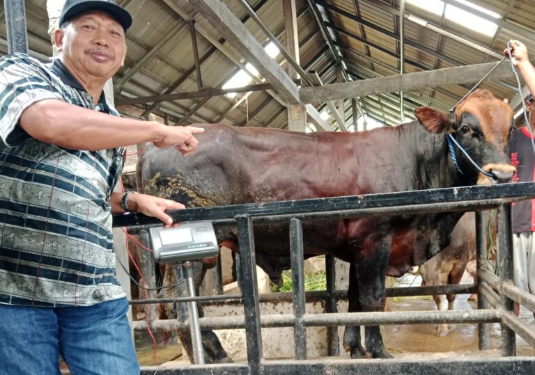 Iduladha 1446 H/2025 M, Warga Perumnas Karangjati Siapkan Hewan Kurban 8 Ekor Sapi dan 6 Ekor Kambing