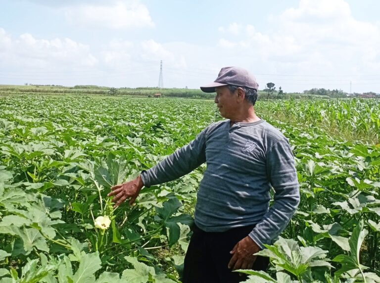 Budidaya Okra di Blora Menjanjikan, Siap Tembus Pasar Ekspor Jepang