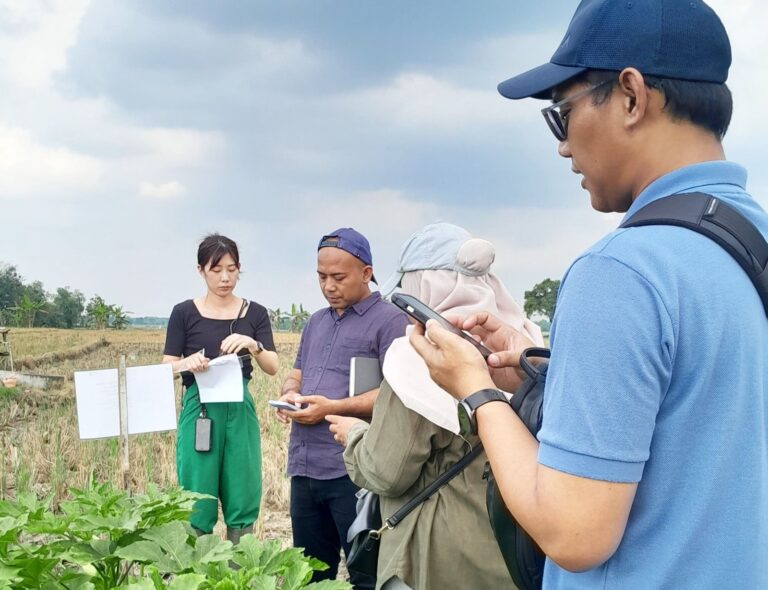 Budidaya Okra Blora Menuju Ekspor, Petani Didorong Jaga Kualitas