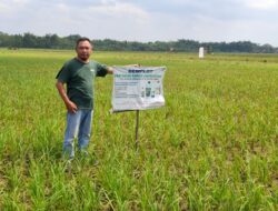 Diduga Puluhan Hektar Sawah Gagal Panen, Petani Blora Desak Pendampingan Serius dari Dinas Pertanian