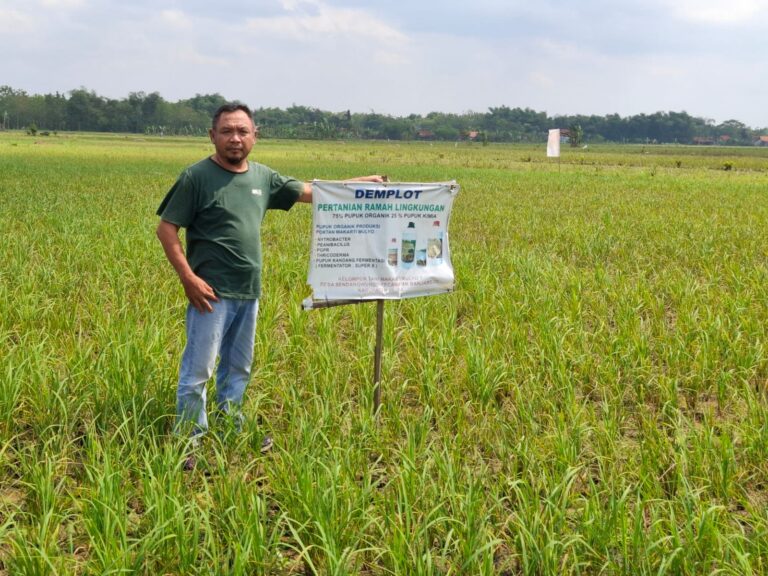 Diduga Puluhan Hektar Sawah Gagal Panen, Petani Blora Desak Pendampingan Serius dari Dinas Pertanian